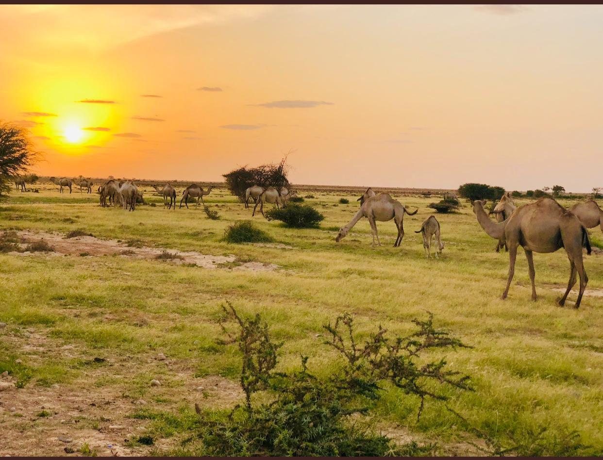 human capital development somalia